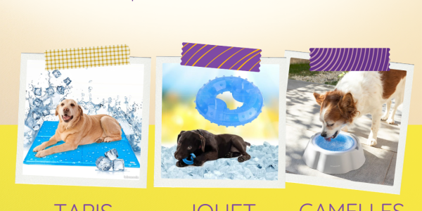 ❄️ Jouets, tapis et gamelles rafraîchissantes : comment aider votre animal en été 🐶🐱
