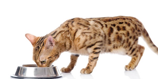 Pourquoi opter pour une gamelle anti-glouton pour votre chien ou chat ? 
