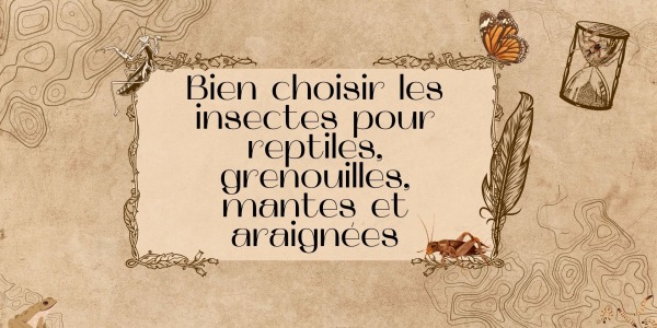 Bien choisir ses insectes pour reptiles, grenouilles, mantes et araignées