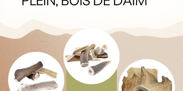 Bois de cerf fendu, bois de cerf plein, bois de daim : quelles différences pour votre chien ?