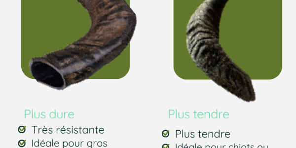 Corne de buffle vs corne de mouton : quelle différence pour votre chien ? 