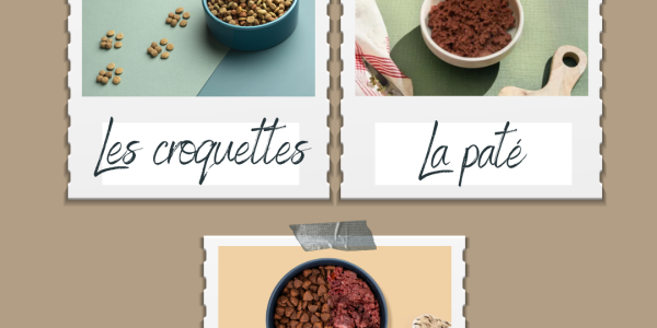 Croquettes ou pâtée pour chat : que choisir et pourquoi ?