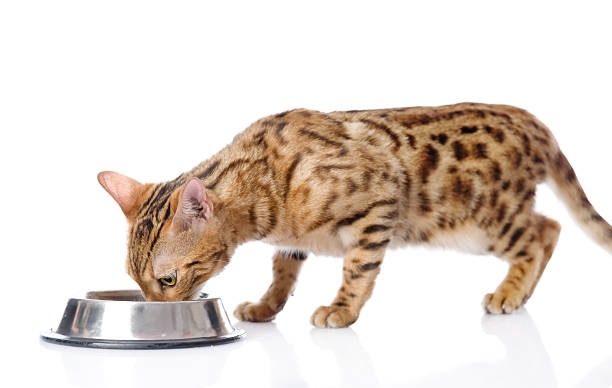 Pourquoi opter pour une gamelle anti-glouton pour votre chien ou chat ? 