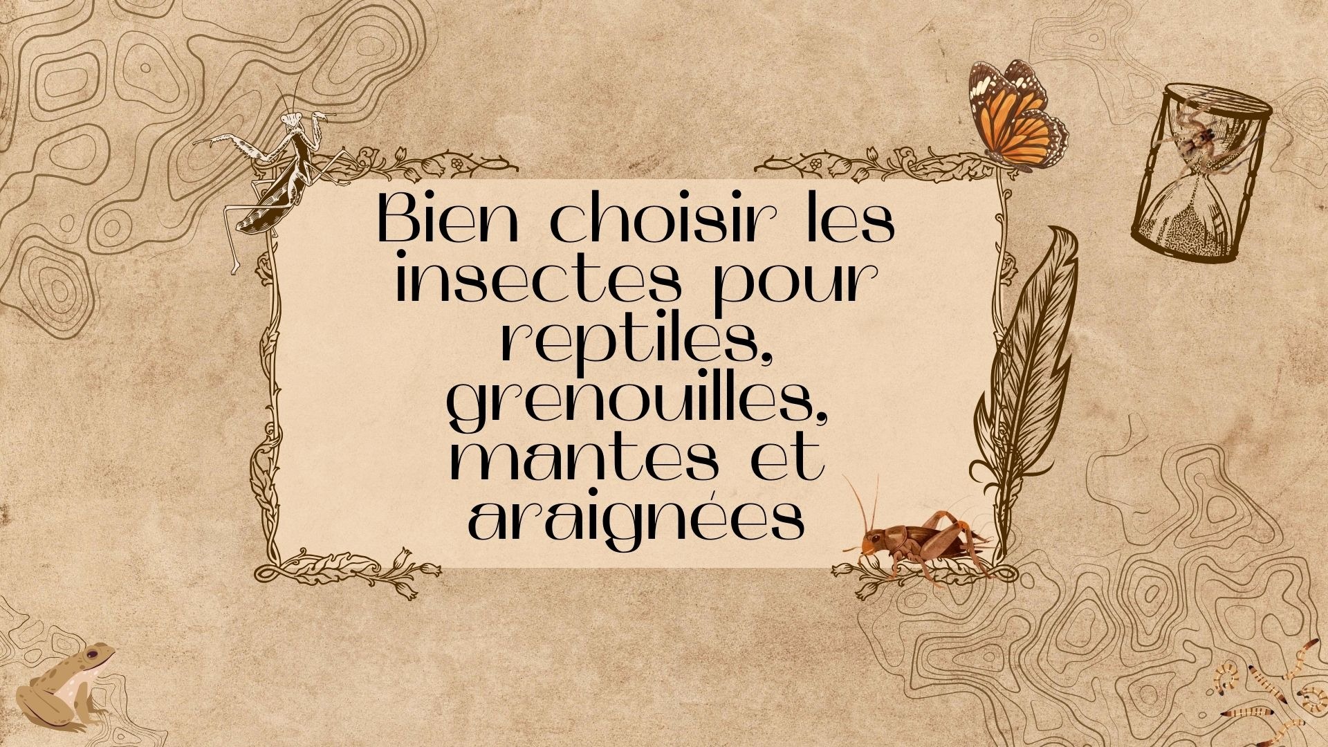 Bien choisir ses insectes pour reptiles, grenouilles, mantes et araignées