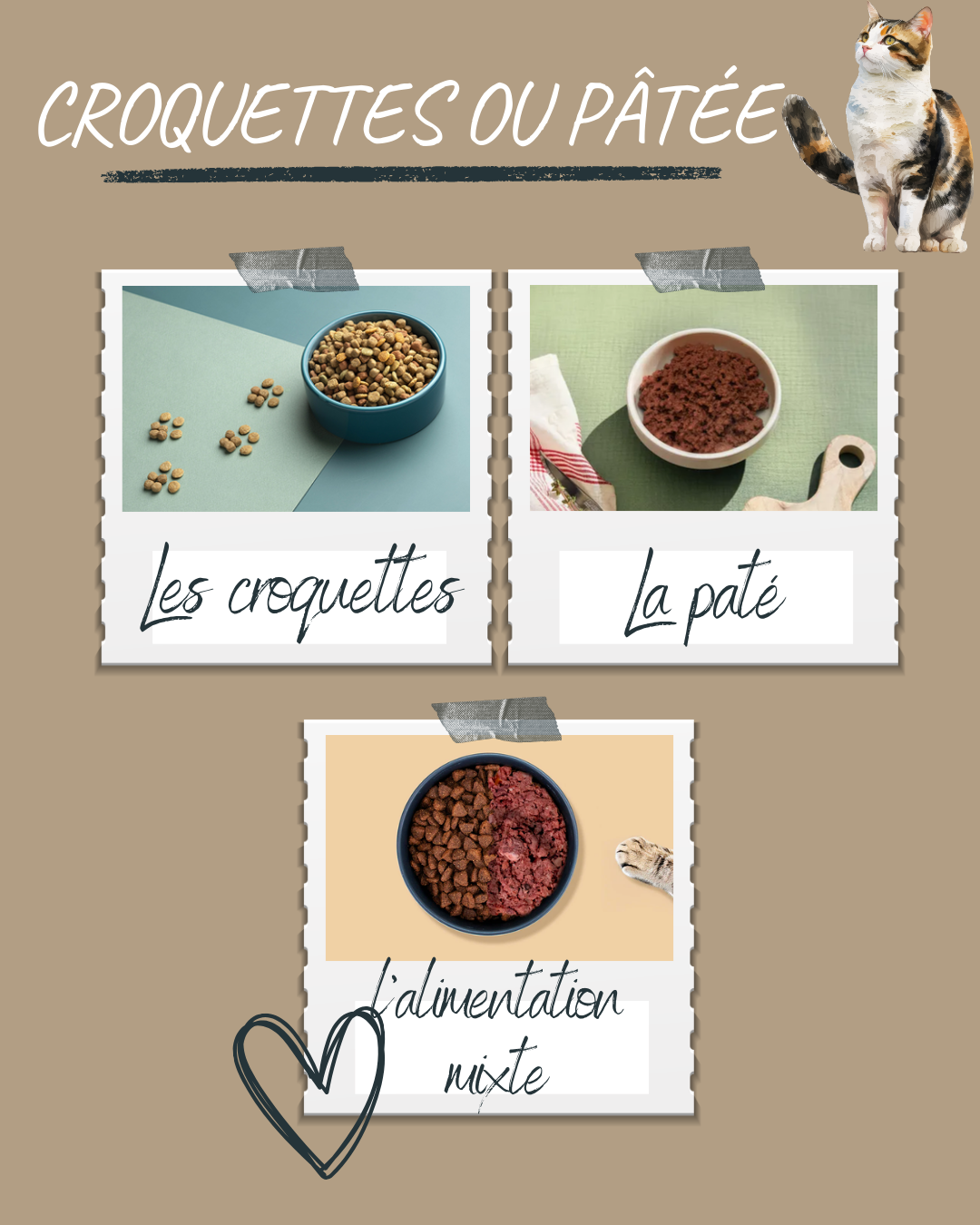 Croquettes ou pâtée pour chat : que choisir et pourquoi ?